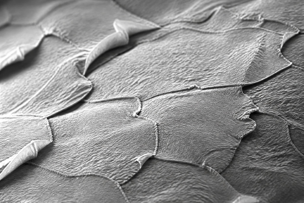 Illustration of the skin's outer surface at cell scale: flat, overlapping skin cells in grey